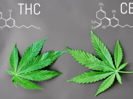 What is the Difference Between CBD & THC