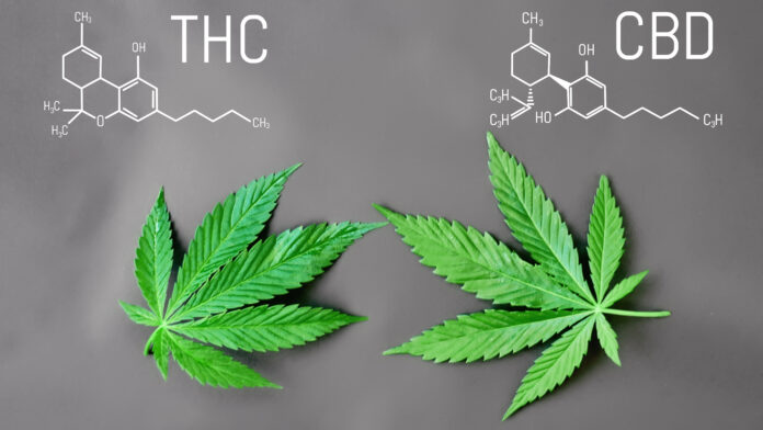 What is the Difference Between CBD & THC