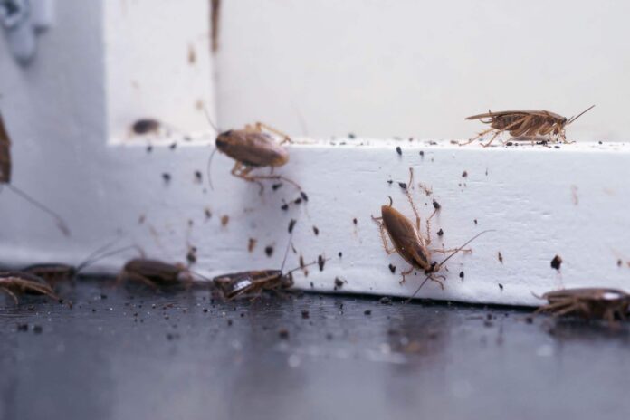 7 Evident signs of pest infestation at home
