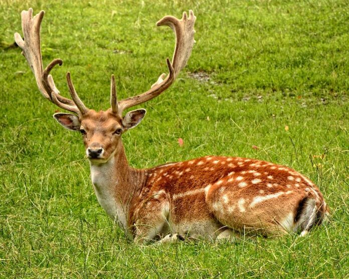 Immediate Steps To Take After You Hit A Deer With Your Car